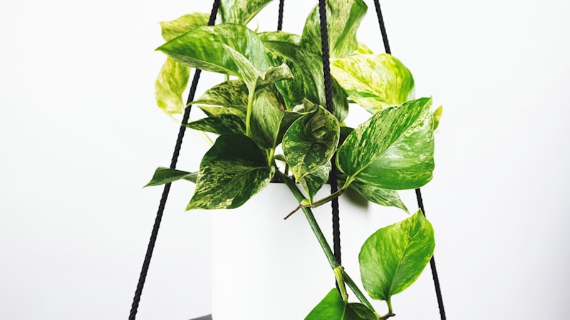 2026世界杯多设备平台支持展示图 - 手机、平板、电脑同时观看直播